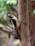 tiny woodpecker